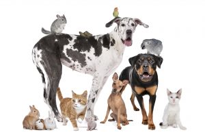 Group of Dogs, cats, birds,mammals and reptiles in front of a white background