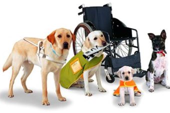 Understanding How to Accommodate Service Animals in Health Care Facilities