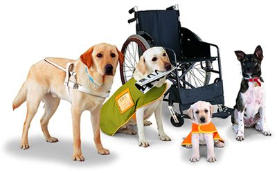 Understanding How to Accommodate Service Animals in Health Care Facilities